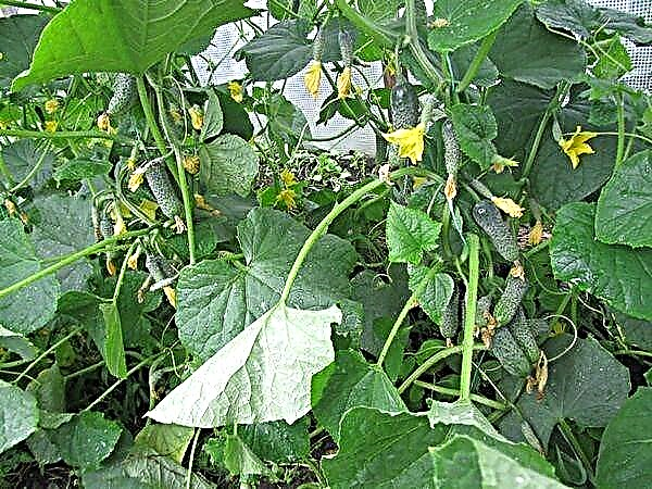 29 best varieties of cucumbers for outdoor and greenhouses