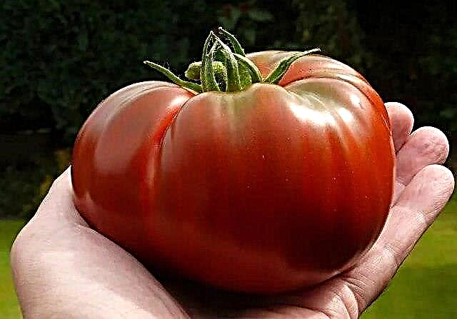 Karakteristik ak deskripsyon varyete chapo tomat monomakh la