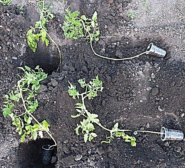 Wie man überwachsene Tomatensämlinge richtig pflanzt