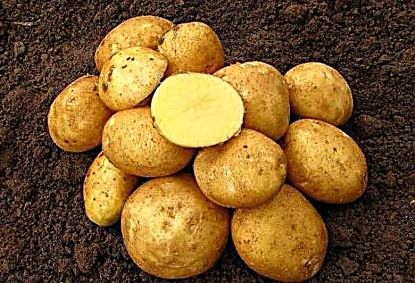 Penerangan terperinci dan ciri-ciri kentang vineta