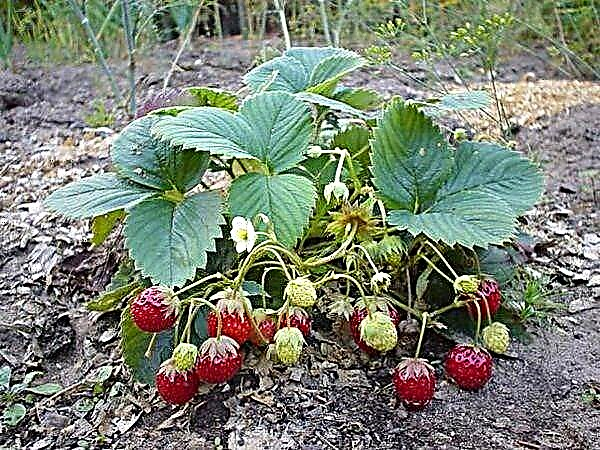 Hva kan du plante etter jordbær neste år