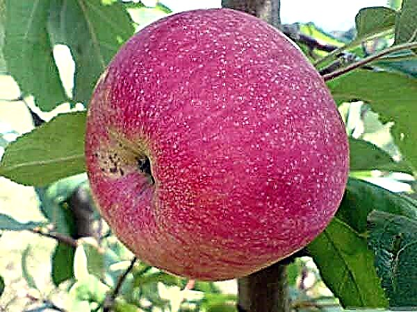 Description détaillée de la variété de pommes Shtrifel