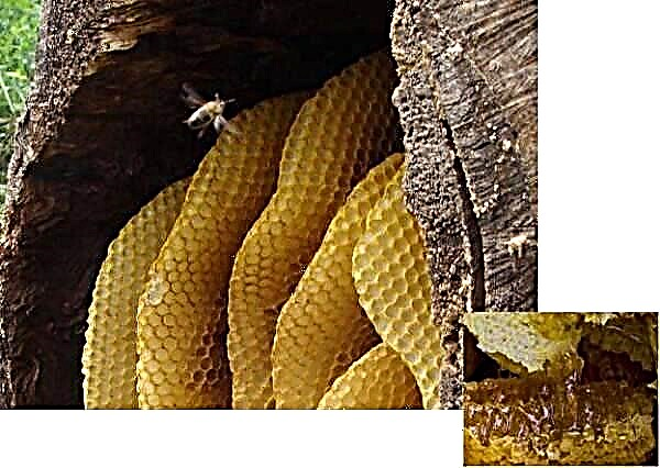 Korisna svojstva i kontraindikacije divljeg meda