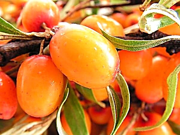 Useful properties and contraindications of sea buckthorn berries and leaves