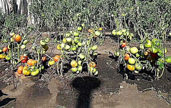 I.M.の方法に従ってトマトを植えて育てるマスロバ