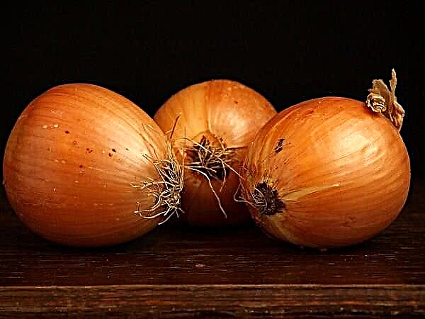 Isang detalyadong paglalarawan ng mid-early shetan onion