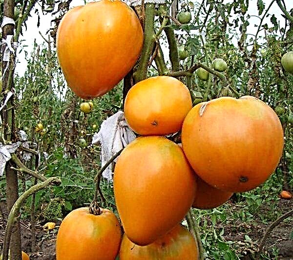 Karakteristikat dhe përshkrimi i domates Golden Heart