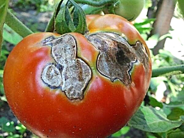 Hoe en hoe grijze rot op tomaten te behandelen?
