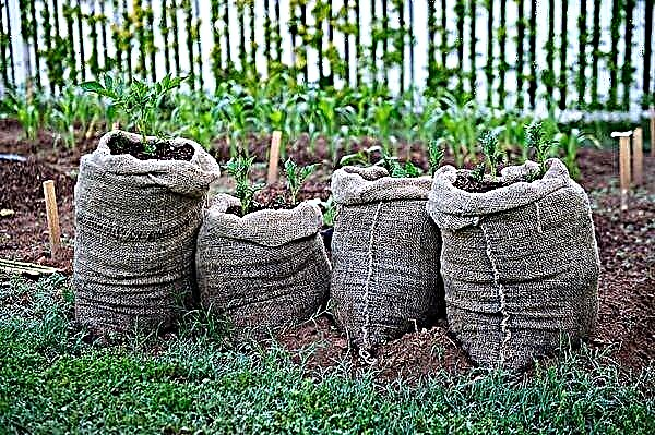 The right technology for growing bagged potatoes