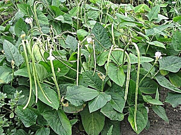 Правилно засадување и одгледување на грав од аспарагус на отворено поле