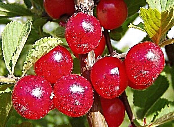 Planting and caring for felt cherries