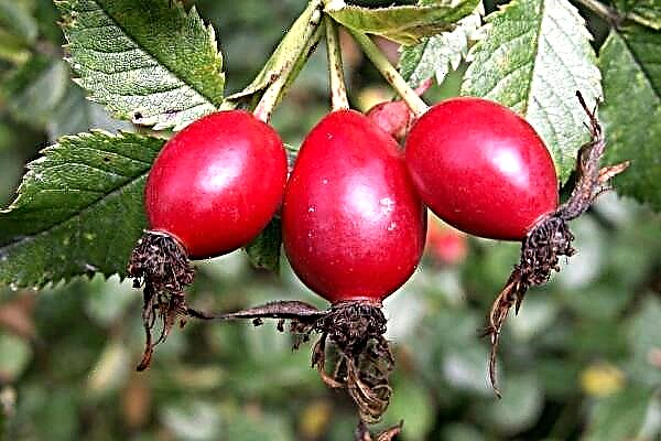 Useful properties and contraindications of rose hips