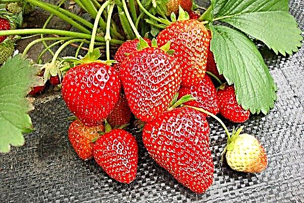 Description of Vima strawberry varieties: Rina, Xima, Tanda and Zanta