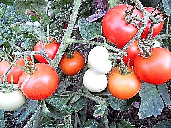 Kjennetegn og beskrivelse av tomatsorten Yablonka Russland
