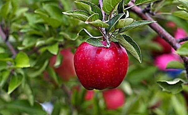 Kdy a jak zasadit jabloně?