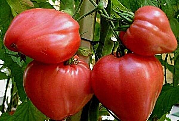 Išsamus pomidorų veislės big mamy aprašymas ir charakteristikos