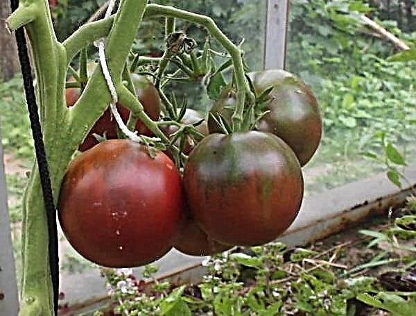 Ciri dan keterangan mengenai pelbagai putera hitam tomato