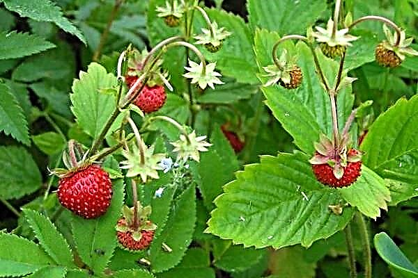 Magungunan magani da contraindications na ganyen strawberry