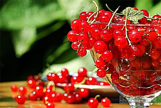 Përshkrimi i varieteteve të shijshme dhe të lëngshme të rrushit të kuq Sheqeri