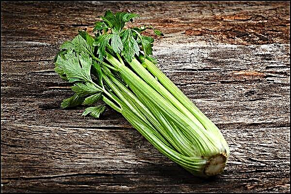 La avantaĝoj kaj damaĝoj de celerio por la homa korpo