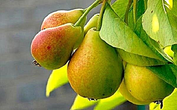 Detalyado nga paghulagway sa pear variety nga Prosto Maria
