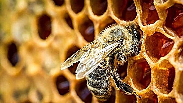 How bees make delicious and healthy honey