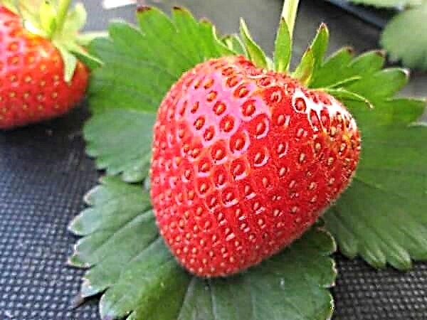 Une description détaillée de la fraise remontante de la variété de délicatesse de Moscou