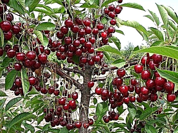32 mau ʻano cherry maikaʻi loa