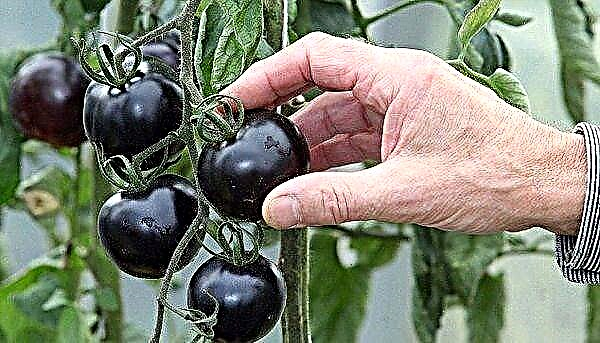 سیاہ ٹماٹر کی اقسام کی خصوصیات اور ان کی تفصیل