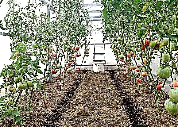 Hur och hur man täcker tomater i ett växthus