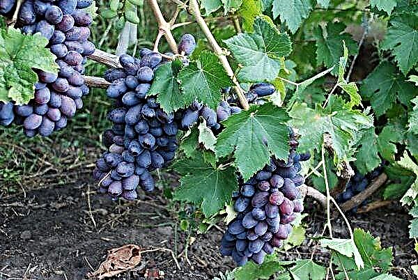 Descrição detalhada da variedade de uva Baikonur