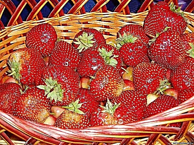 Kardinaalse maasikasordi üksikasjalik kirjeldus