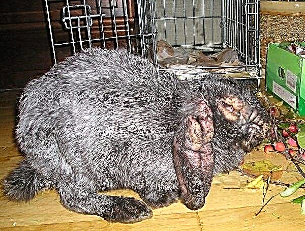 ウサギの主な耳の病気とその治療