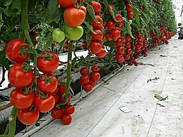 Riktig dyrking av tomater i et drivhus