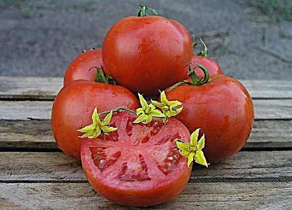 Beskrivelse og karakteristika for tomatsorten Mahitos F1