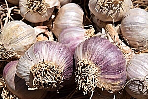 The benefits and harms of garlic for human health