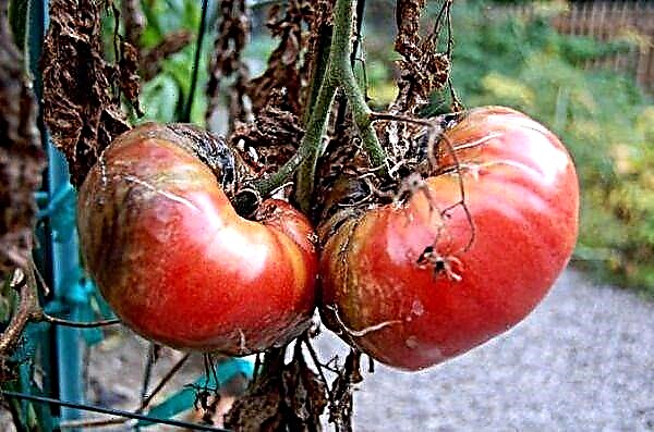 Meriv çawa bi tîrêjiya dereng a li ser tomatan re mijûl dibe