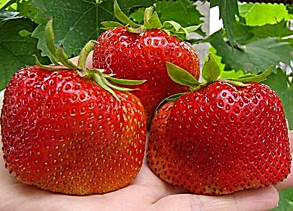 En detaljerad beskrivning av sorten Vicoda jordgubbar