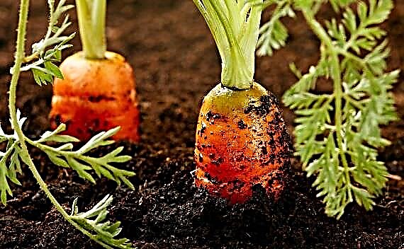 8 Volksheilmittel zur Düngung des Gartens und des Gemüsegartens