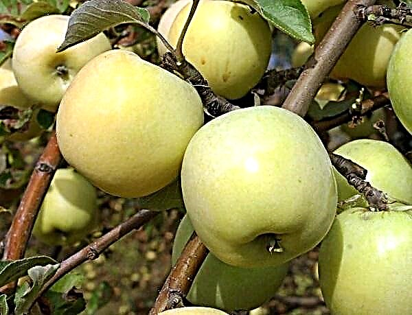 Deskripsi lengkap tentang varietas apel Antonovka