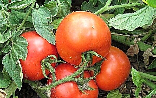 Përshkrimi i hollësishëm dhe karakteristikat e një varieteti të hershëm të debutimit të domates f1
