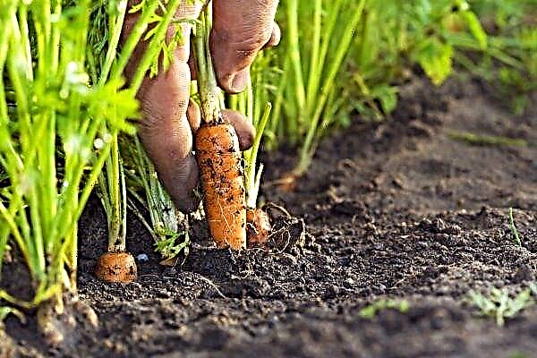 Потоа засадете моркови, кромид, лук, цвекло и краставици