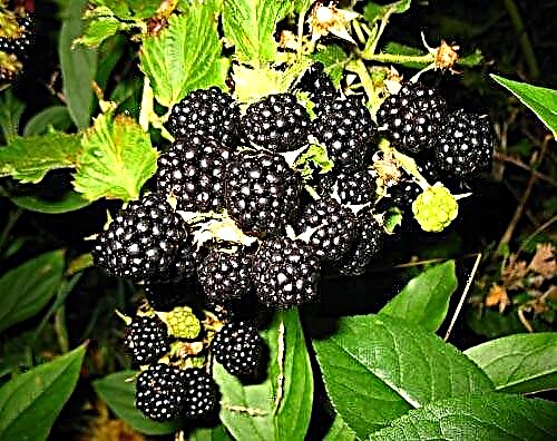 Correct cultivation of thornless blackberries