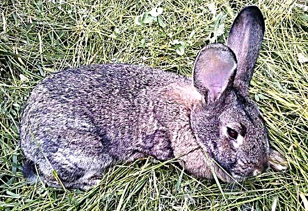 Symptoms, treatment and prevention of coccidiosis in rabbits