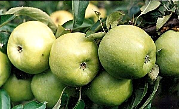 Penjelasan rinci tentang varietas apel Semerenko
