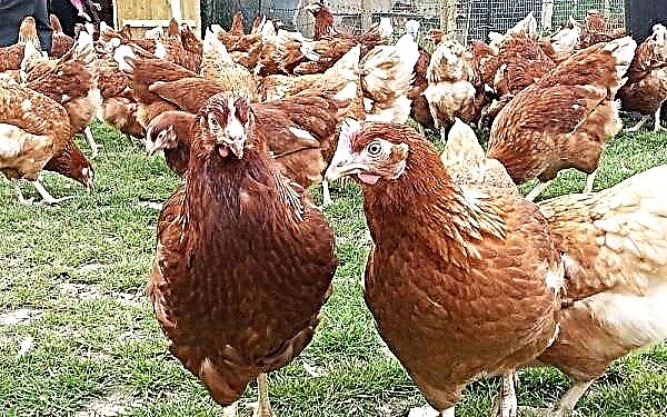 Chickens rhodonite: lus piav qhia thiab tus yam ntxwv
