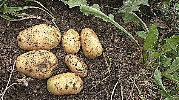 Najboljše vrste zelenega gnoja za krompir