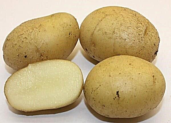 Eigenschaften und Beschreibung der blauen Kartoffelsorte