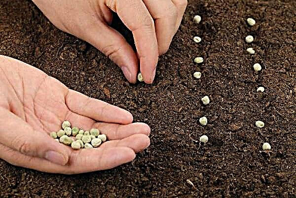 Hur man planterar ärtor på öppen mark med frön