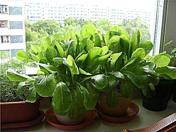Lumalagong tama ang spinach sa isang windowsill